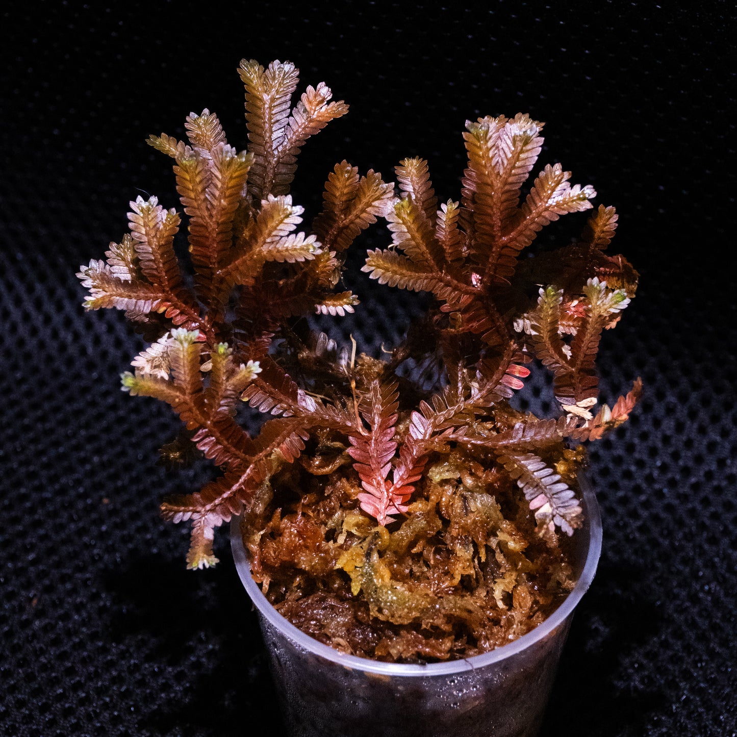 Selaginella sp. Indonesia