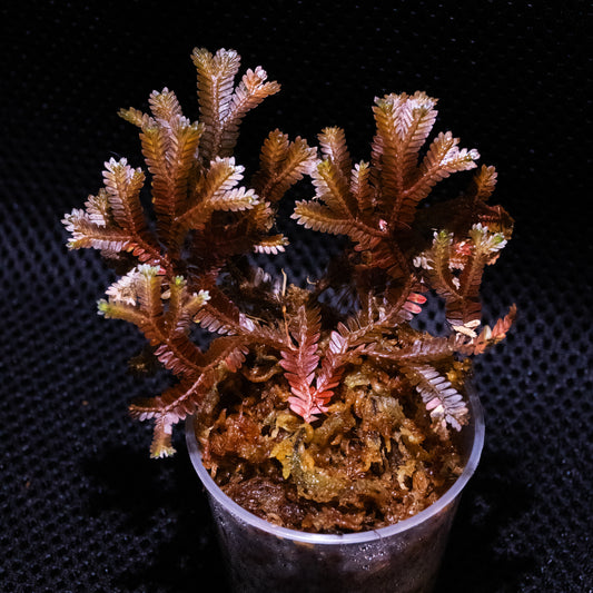 Selaginella sp. Indonesia