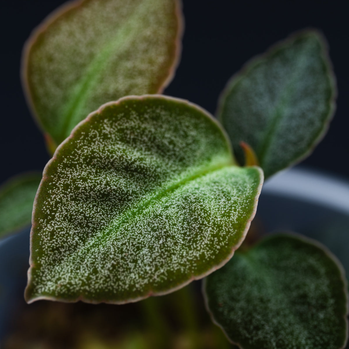 Labisia sp.
