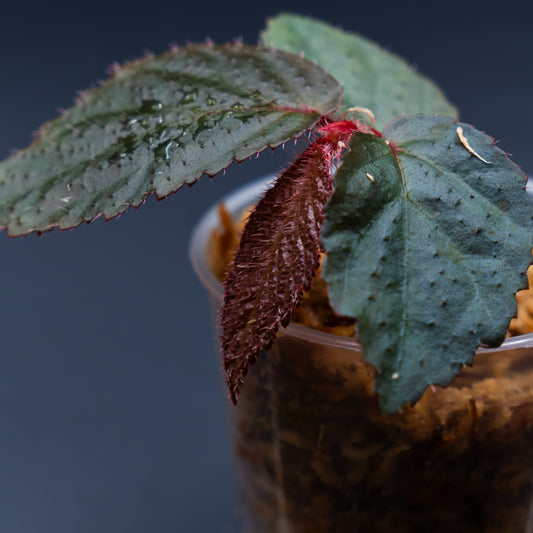 Begonia sp. Sekadau