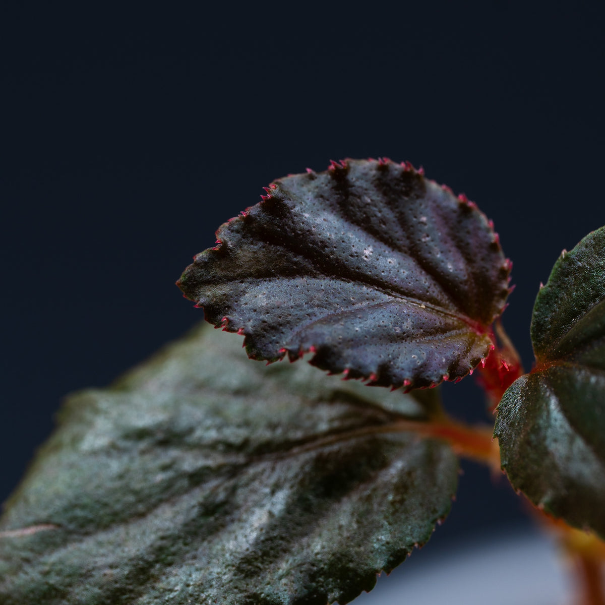 Begonia inggitiae