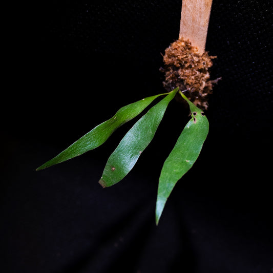 Anthrophyum sp.