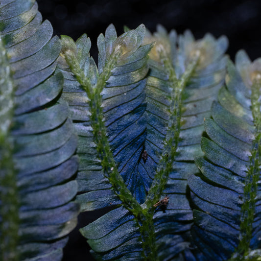 Selaginella cf. intermedia