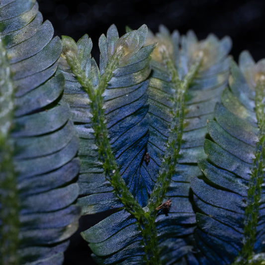 Selaginella aff. ornata