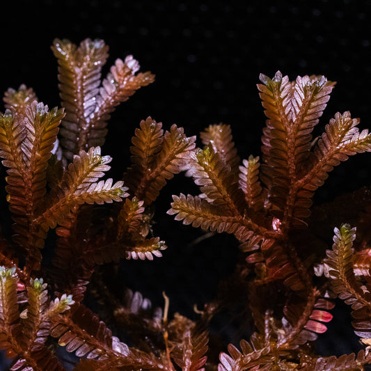 Selaginella sp. Indonesia