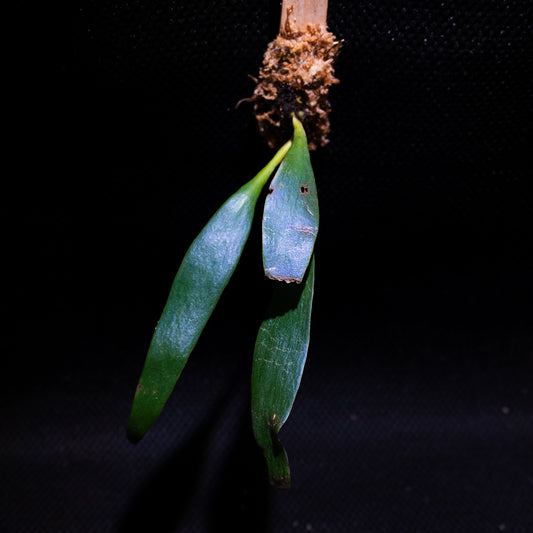 Anthrophyum sp.