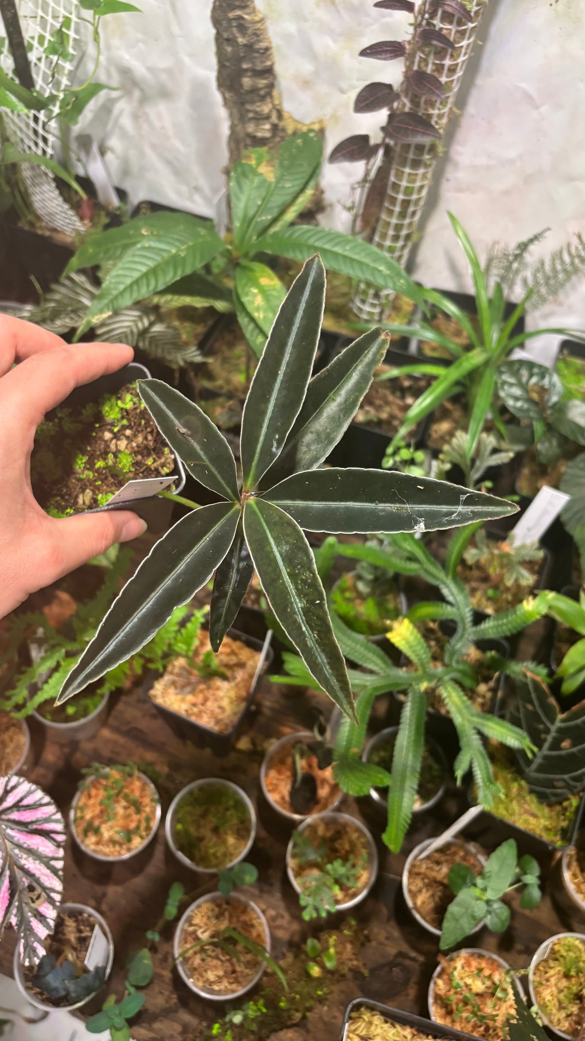 Ardisia sp.