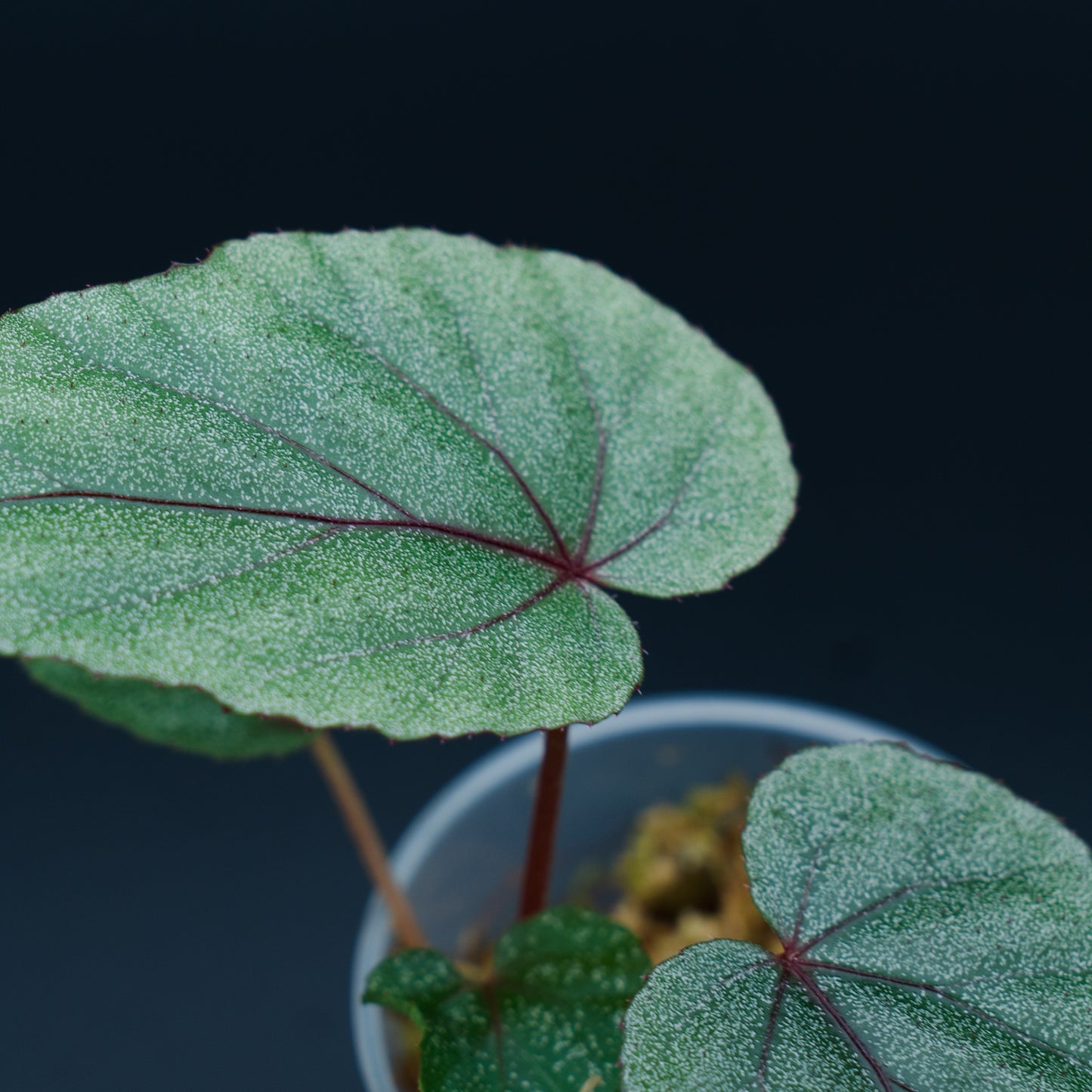 Begonia handelii
