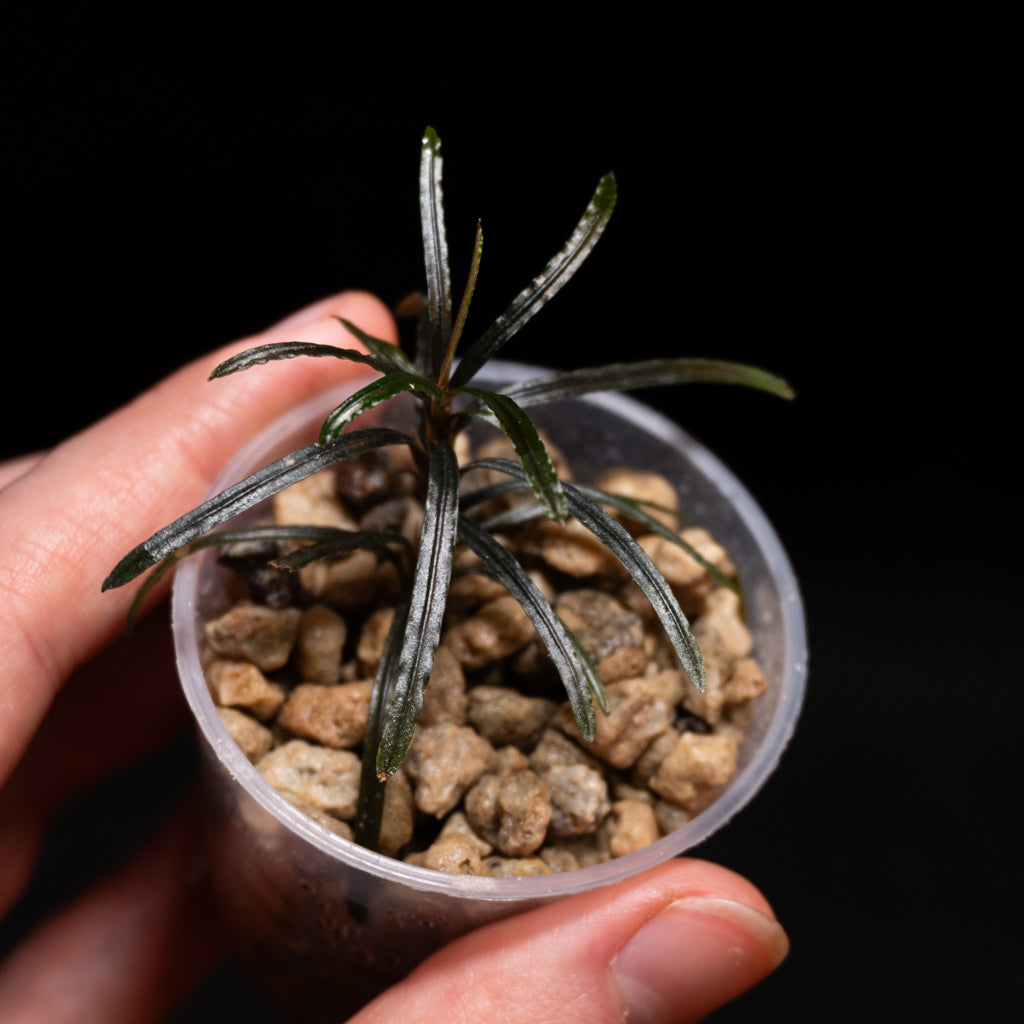 Bucephalandra filiformis