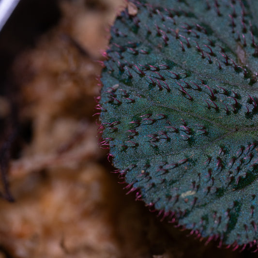 Begonia aff. baik "Blue"