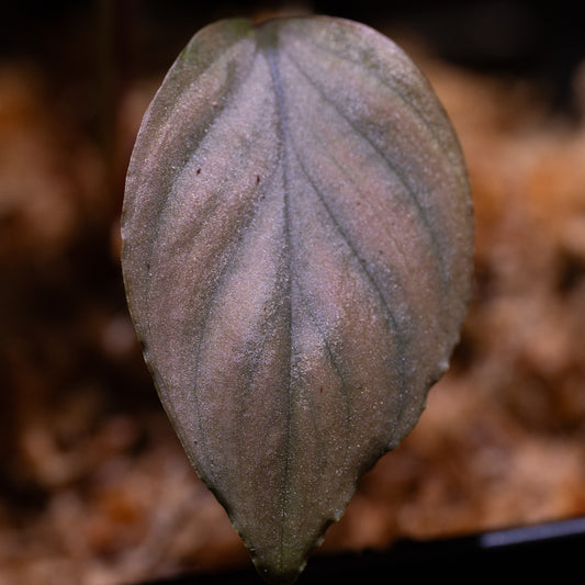 Homalomena sp. "Silver"