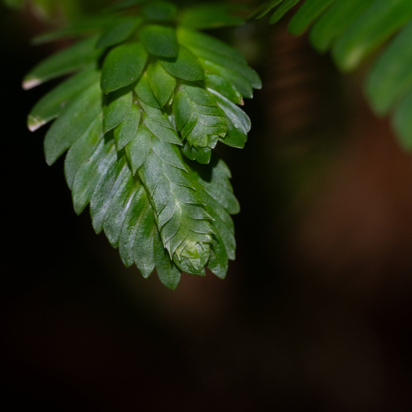 Selaginella sp. Serimbu