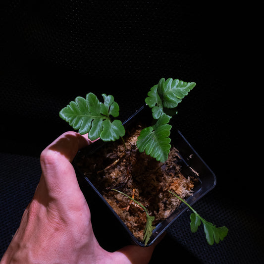 Davallia repens