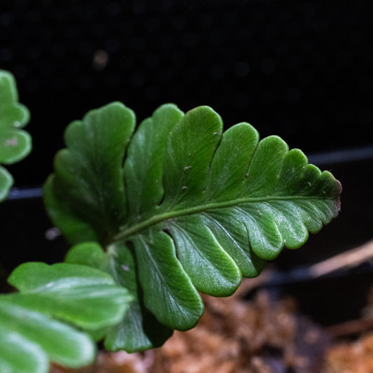 Davallia repens