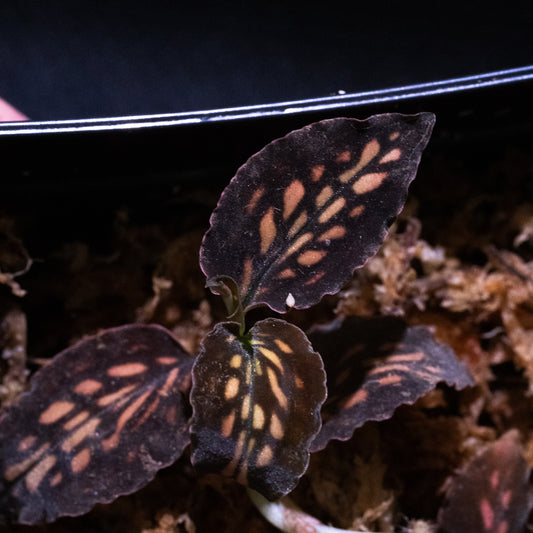 Cystorchis cf. stenoglossa