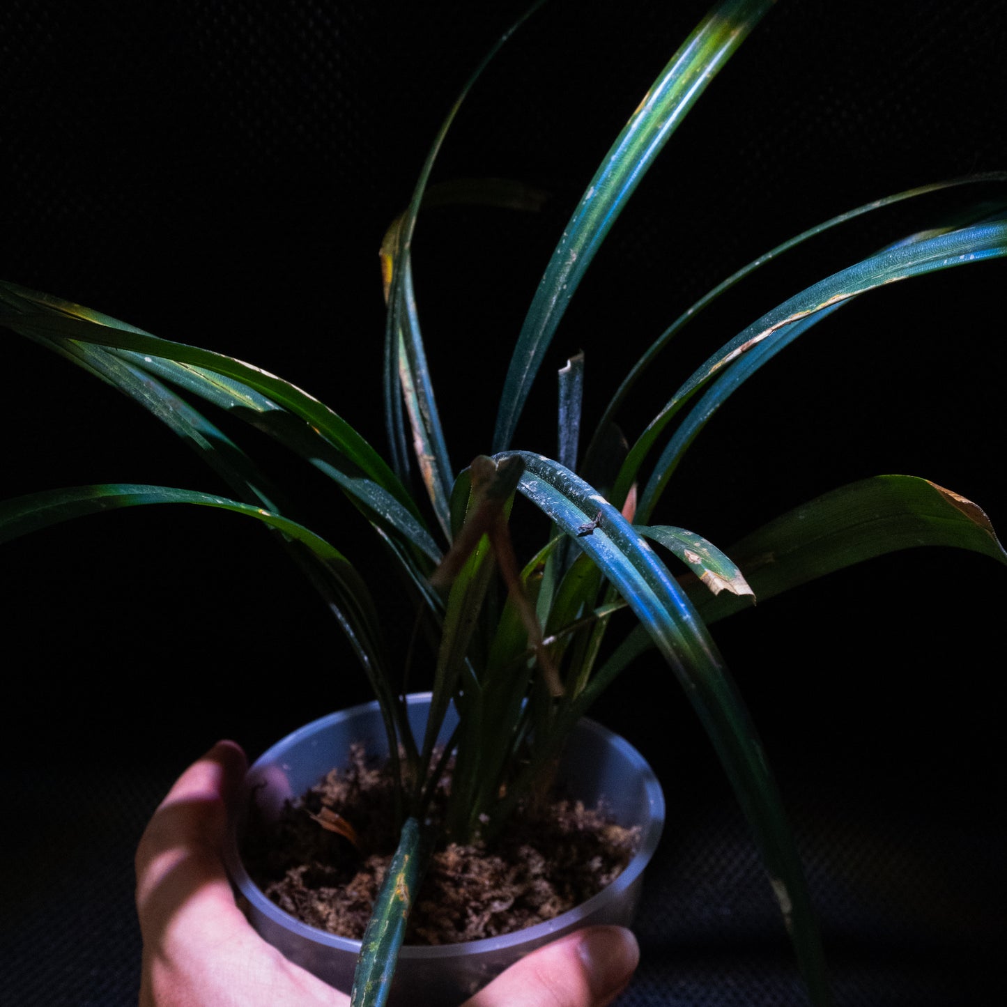 Mapania caudata