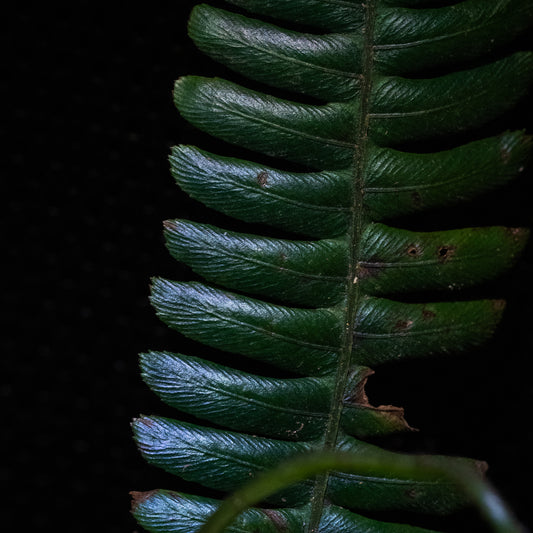 Diplazium porphyrorachis