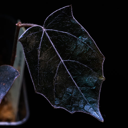 Pterisanthes sp. "Batman"