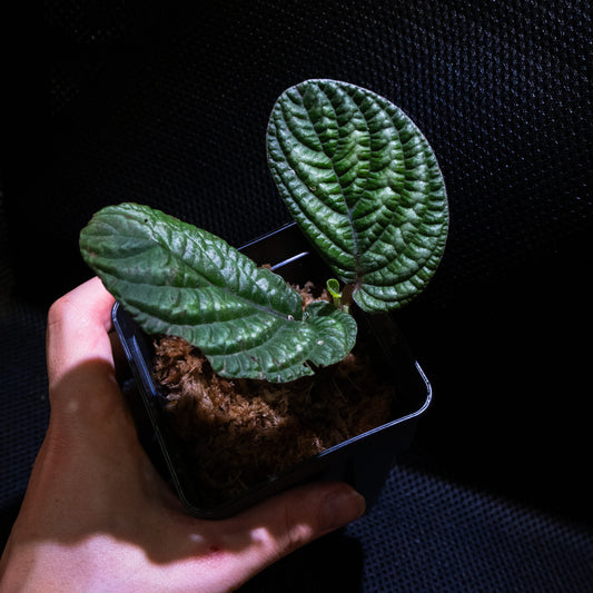 Acranthera sp.