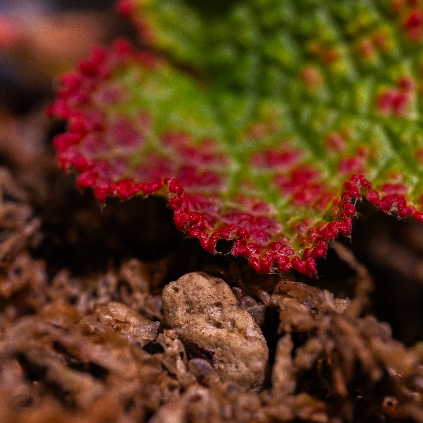 Rubus rolfei