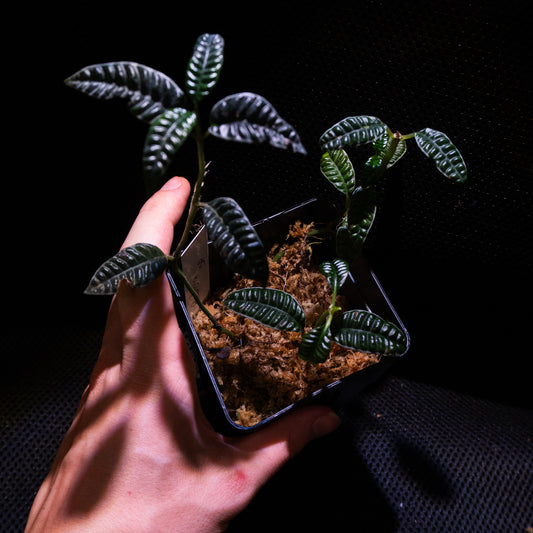 Ardisia cf. odontophylla