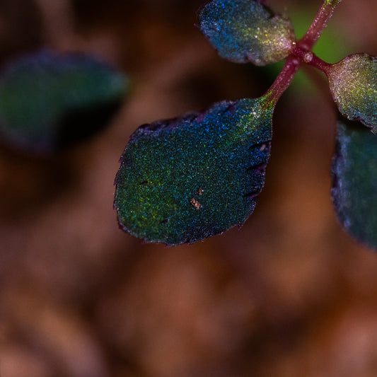 Sarcopyramis sp. "Blue"