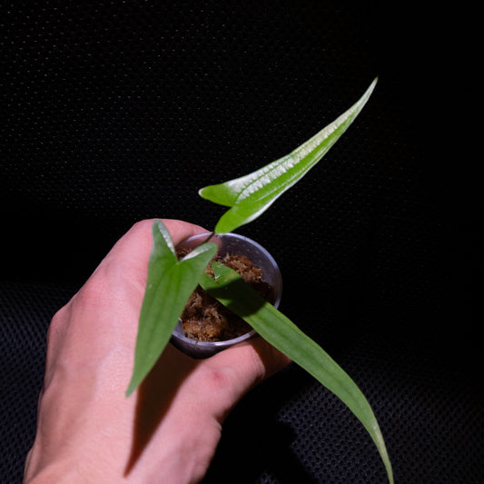 Dioscorea sp. "Silver / Long leaf"
