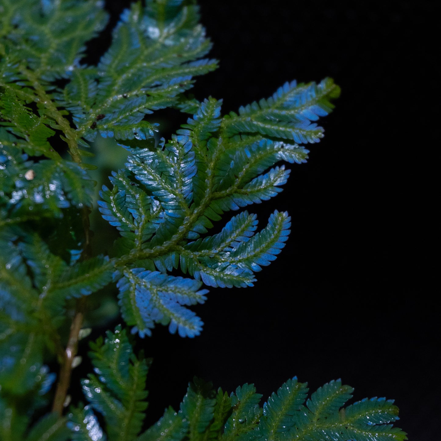 Selaginella willdenowii