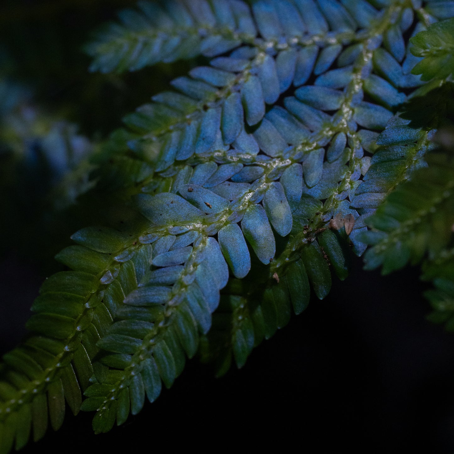 Selaginella willdenowii