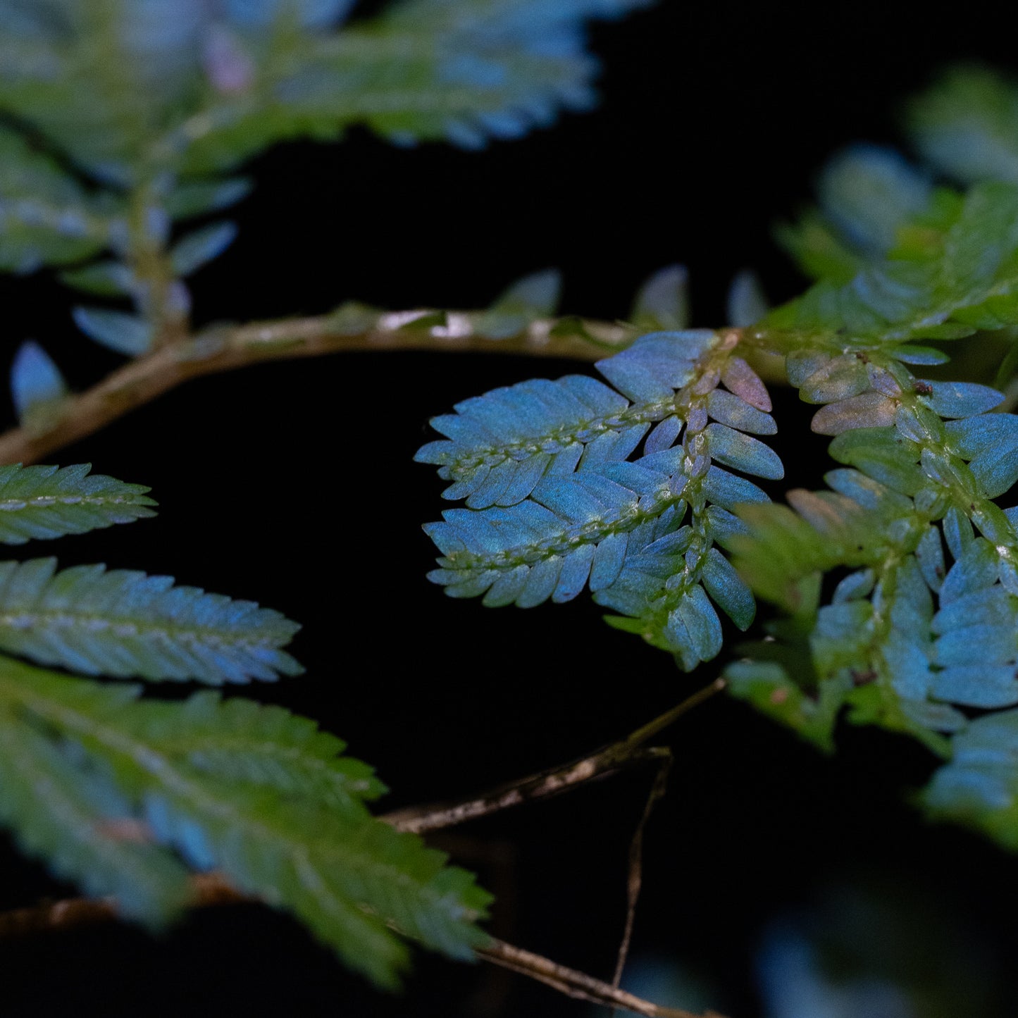Selaginella willdenowii