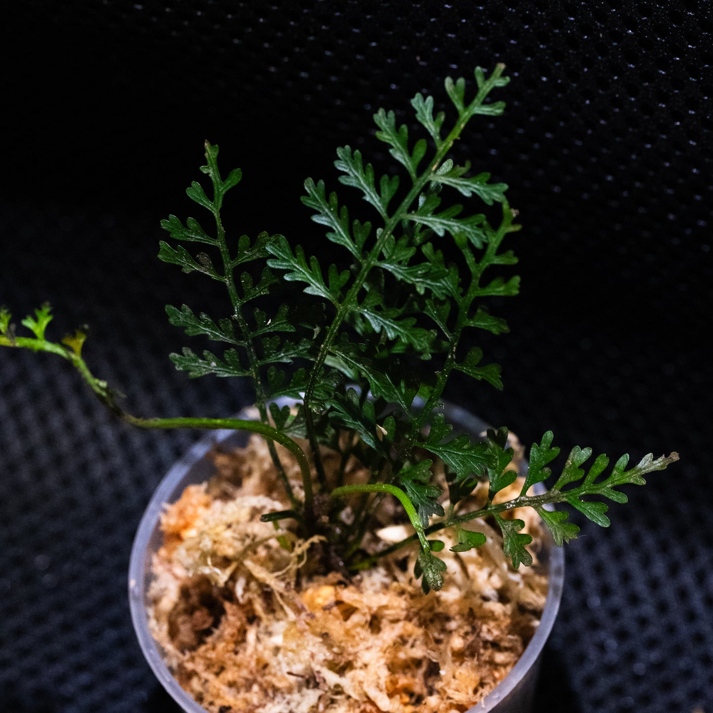 Asplenium aff. thunbergii