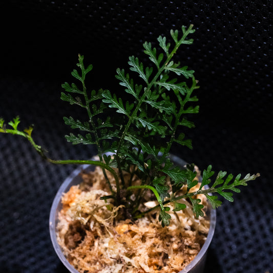 Asplenium aff. thunbergii