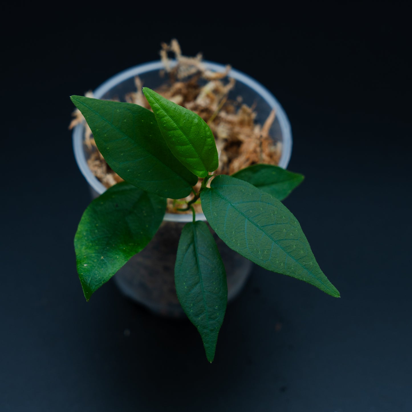 Ficus sagittata