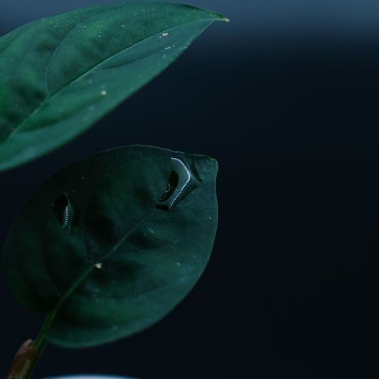 Anadendrum calcicola