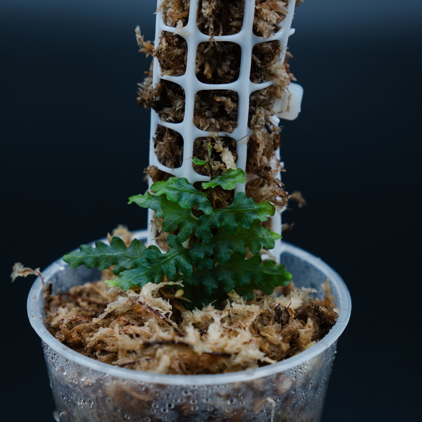 Teratophyllum rotundifoliatum