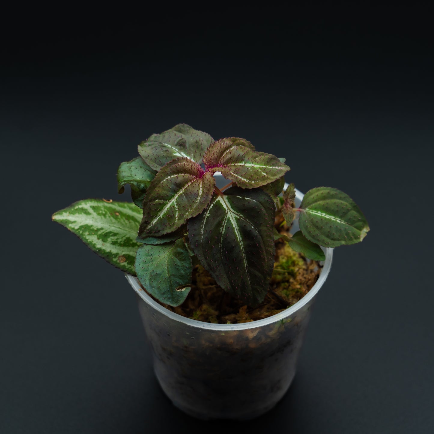 Sonerila sp.
