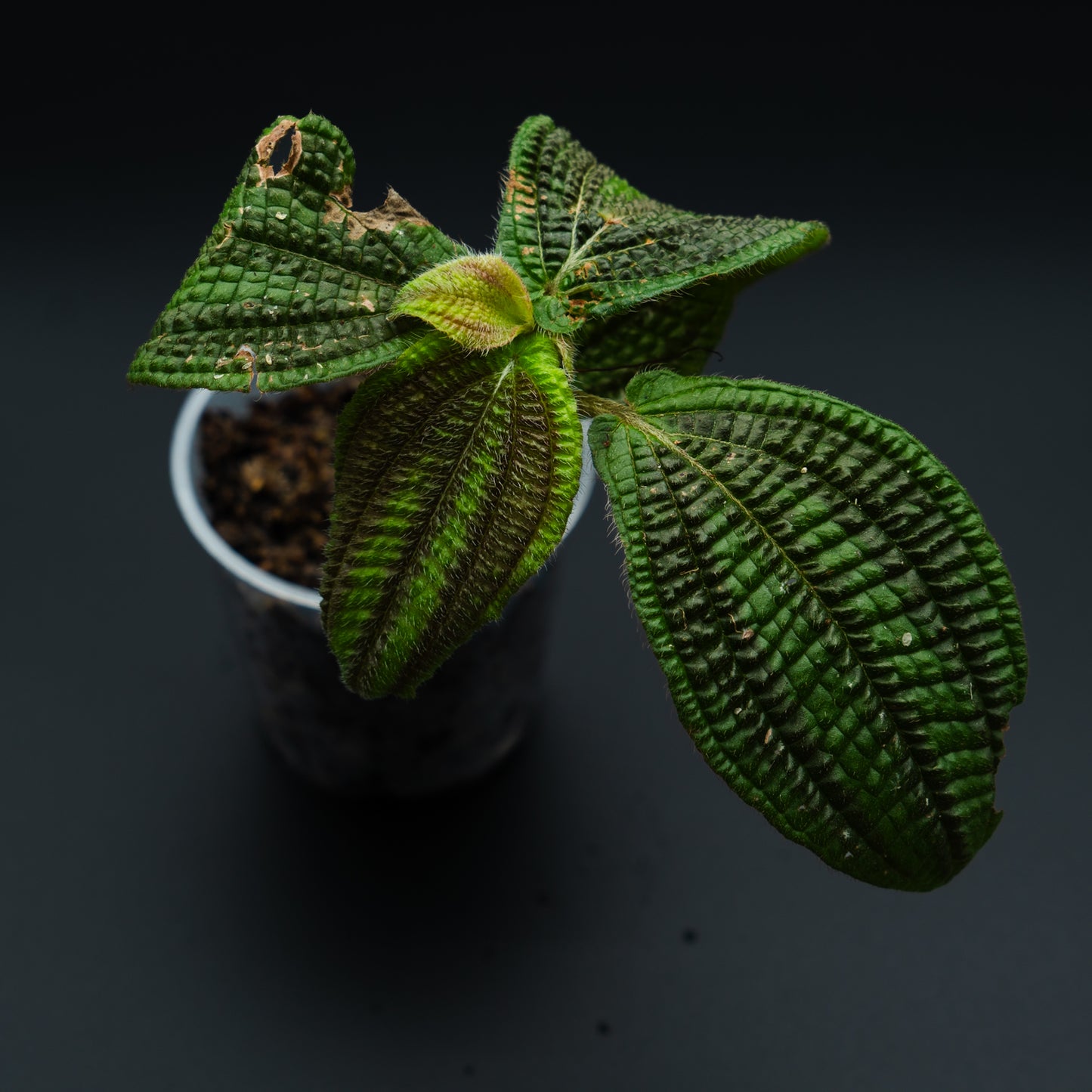 Phyllagathis sp.