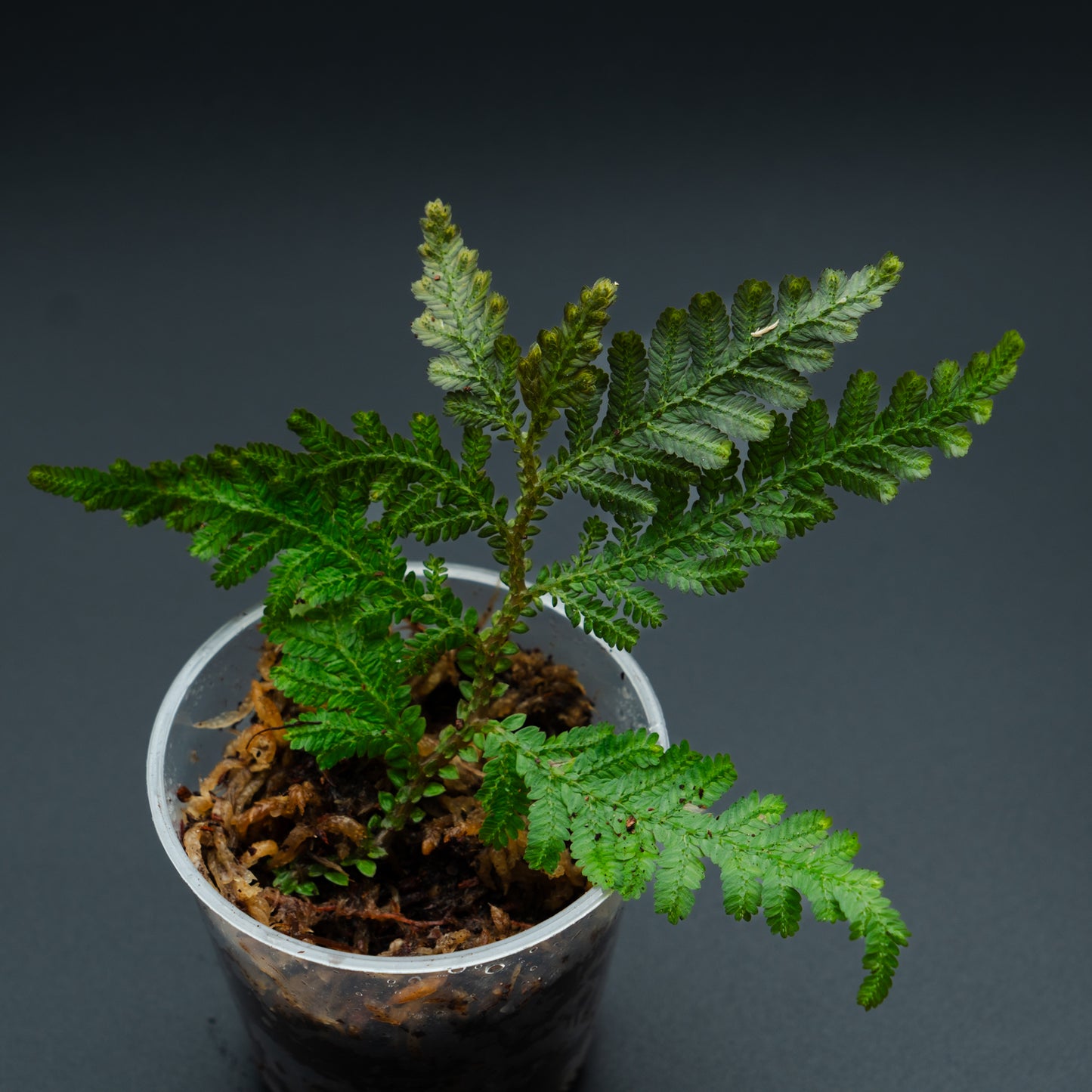Selaginella aff. Delicatula