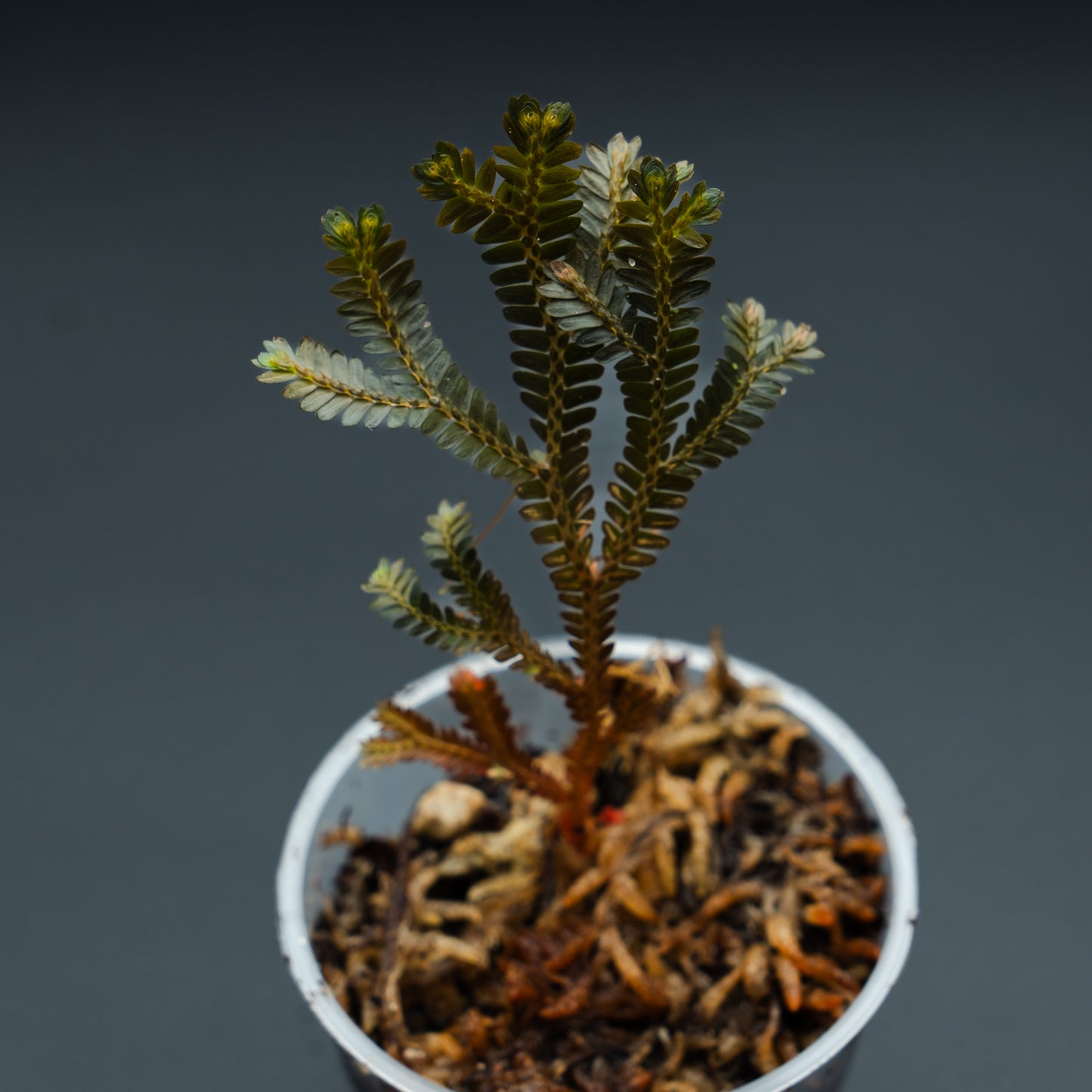 Selaginella sp. Indonesia