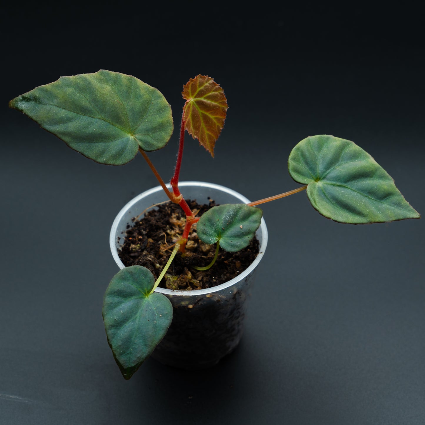 Begonia pavonina
