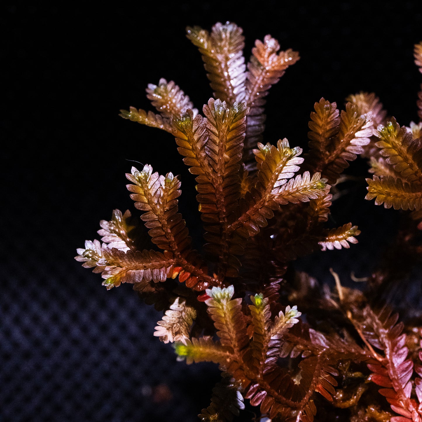 Selaginella sp. Indonesia