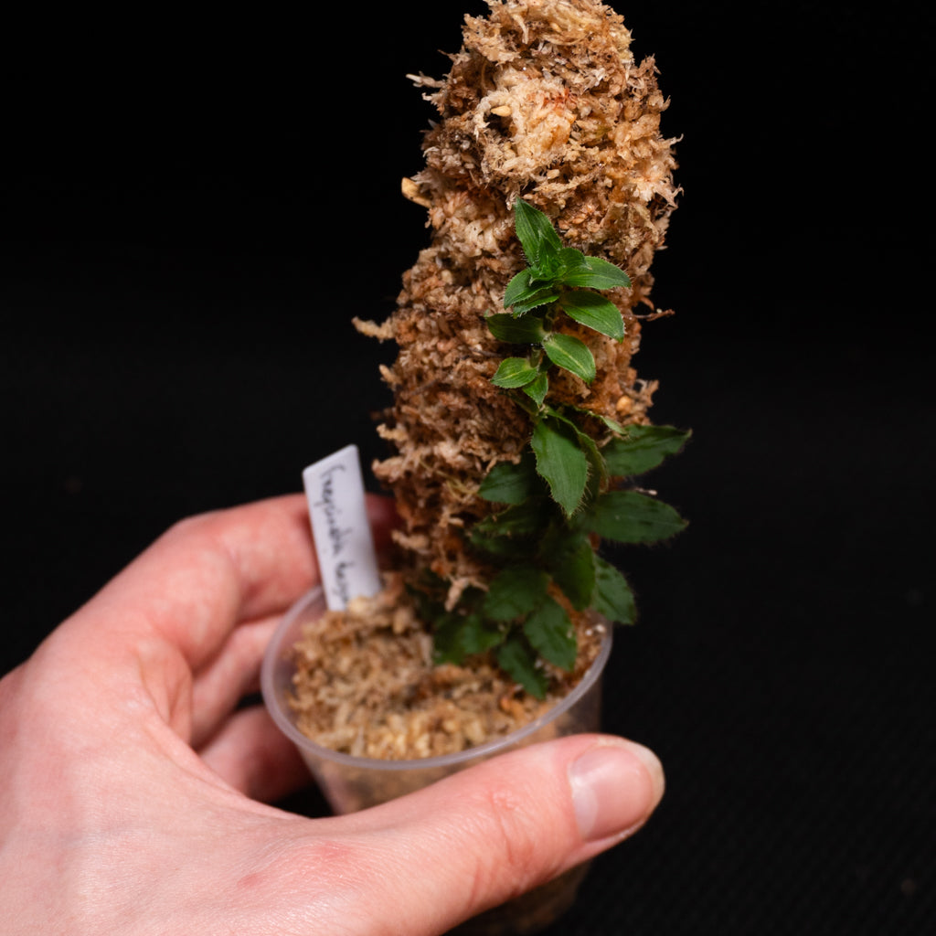 Freycinetia elangulata