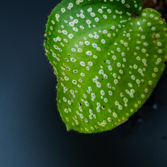 Phyllagathis guttata