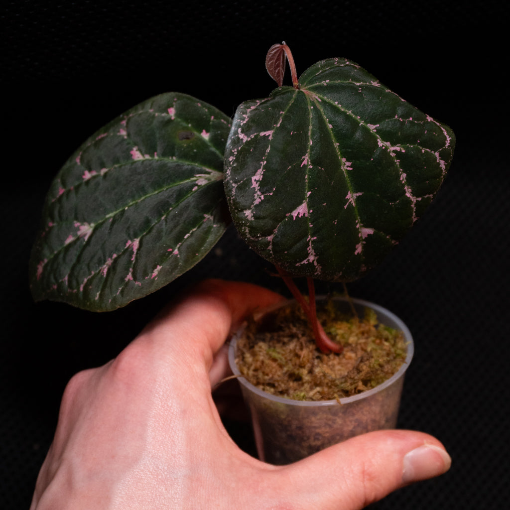 Piper porphyrophyllum