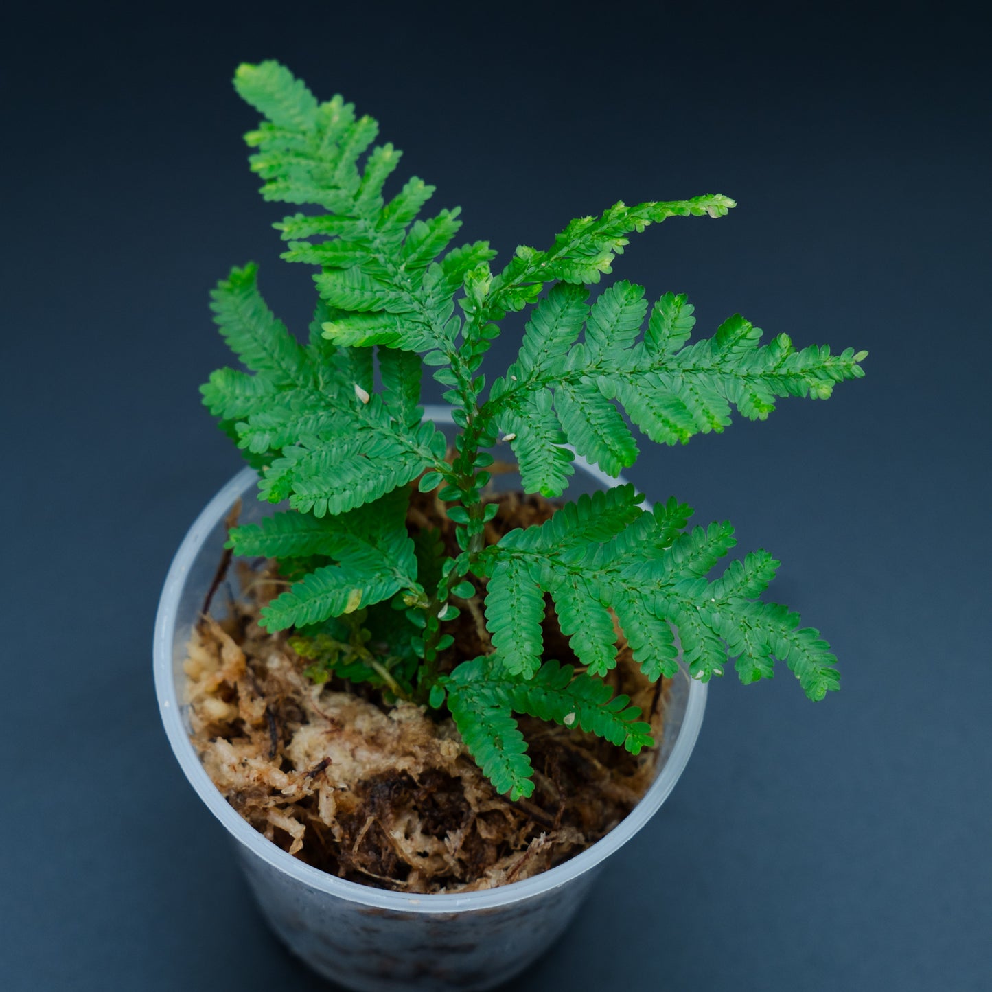 Selaginella cf. delicatula