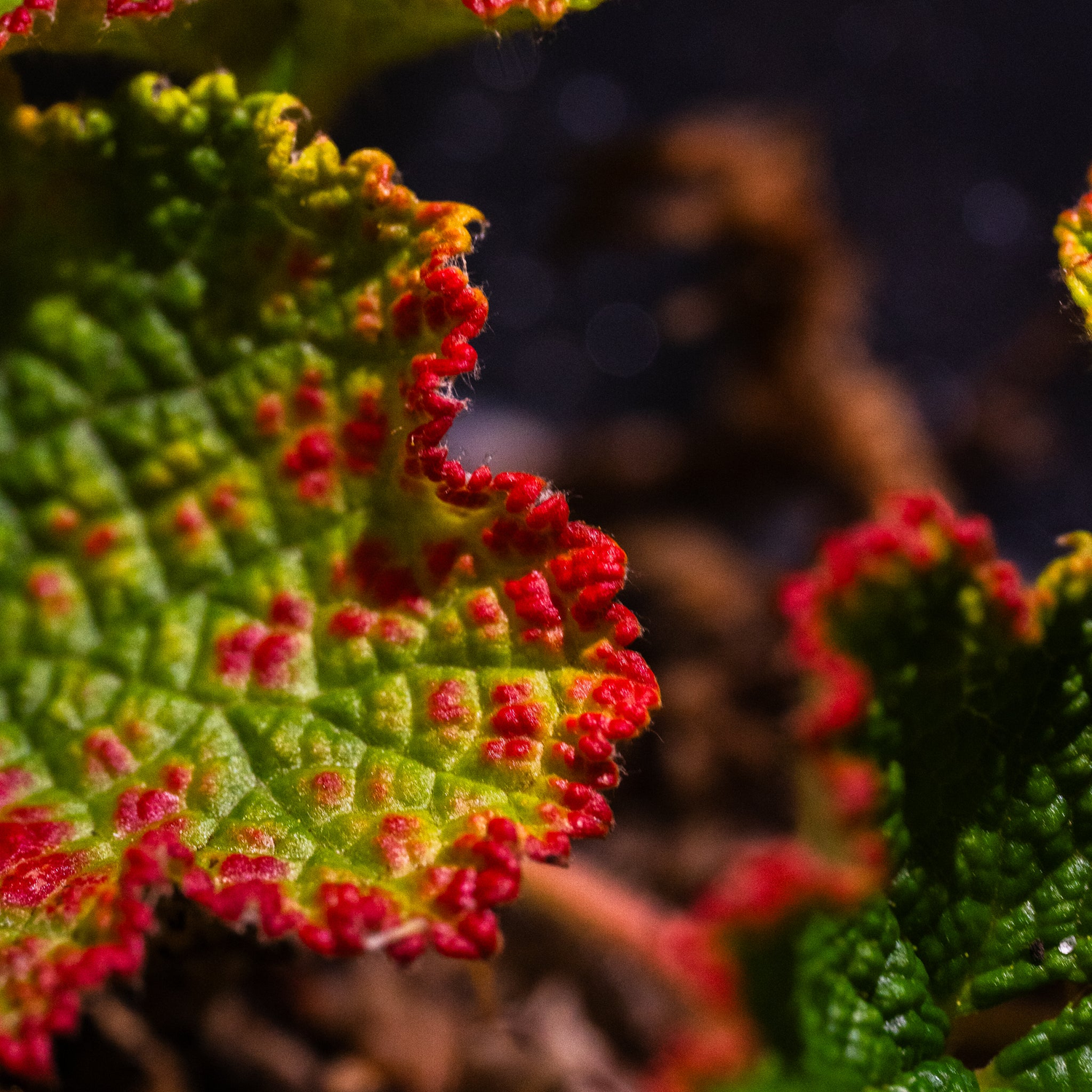 Origines des plantes