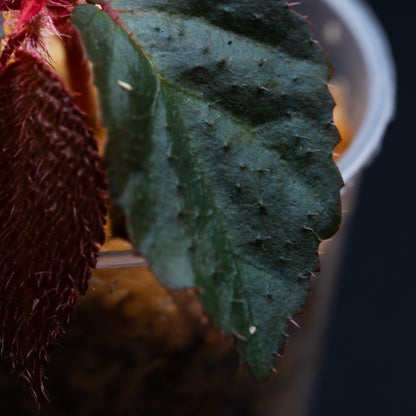 Begonia sp. Sekadau