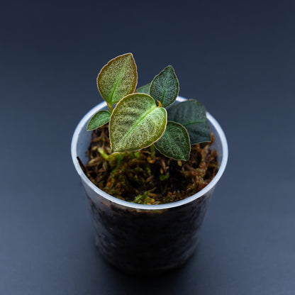 Labisia sp.