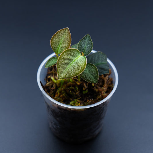 Labisia sp.