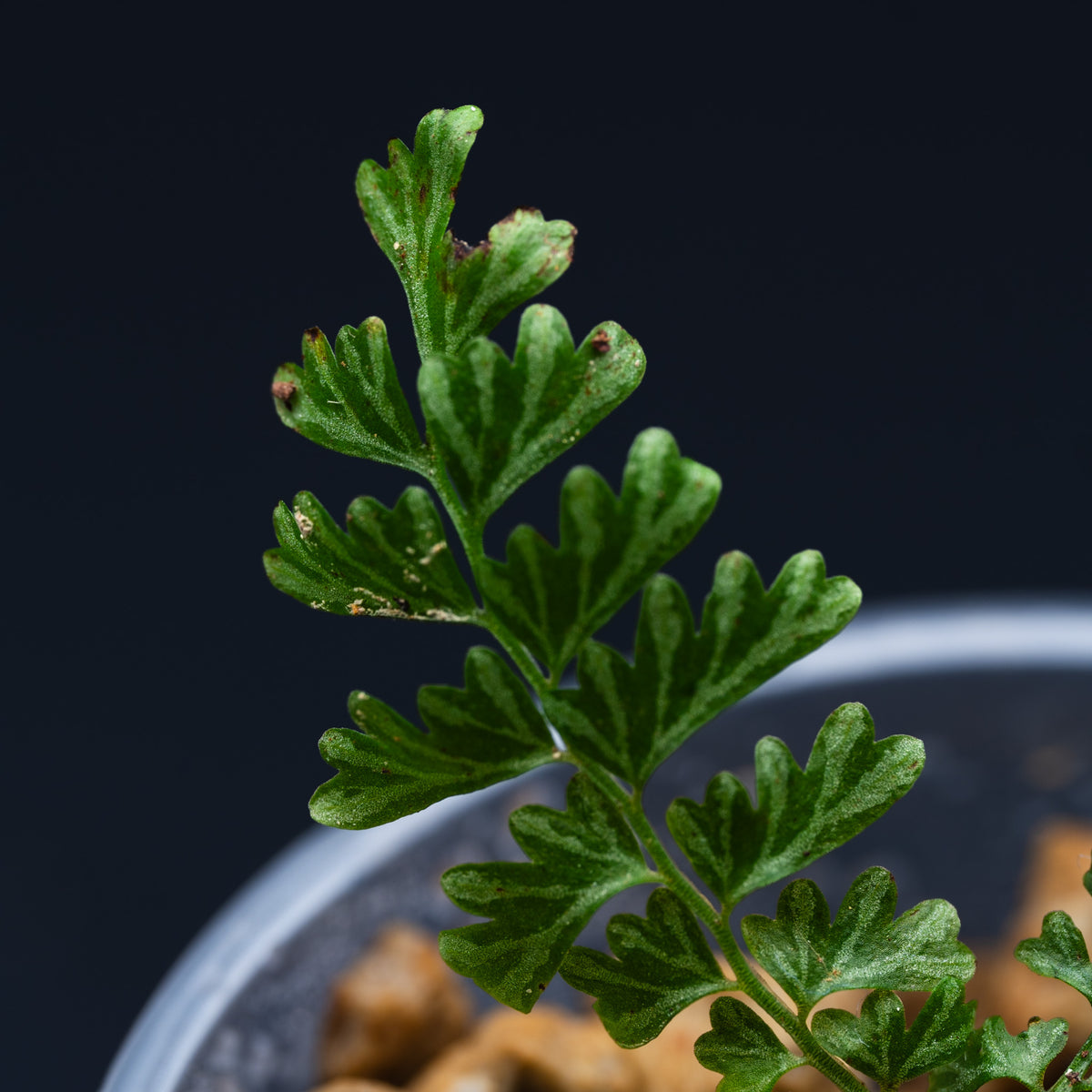 Polypodiaceae sp.